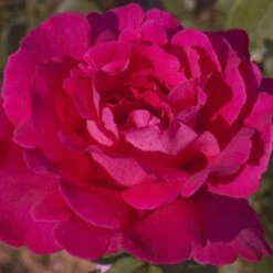 Rosier VELASQUEZ ® Meimirtylus -Jardin Entretien Magasin 1041 2958f rosier velasquez meimirtylus t1000