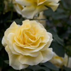 Rosier RAFFAELLO ® Meikanaro -Jardin Entretien Magasin 1042 1964b rosier raffaello meikanaro t1000