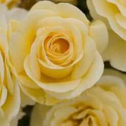 Rosier RAFFAELLO ® Meikanaro -Jardin Entretien Magasin 1042 1964c rosier raffaello meikanaro t1000