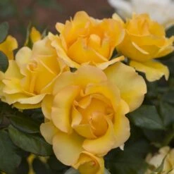 Rosier EUREKA ® Meizambaizt -Jardin Entretien Magasin 1046 2996 2203a rosier eureka meizambaizt t1000