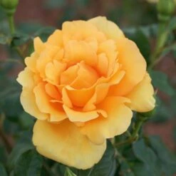 Rosier EUREKA ® Meizambaizt -Jardin Entretien Magasin 1046 rosier eureka r meizambaizt mi taille1000