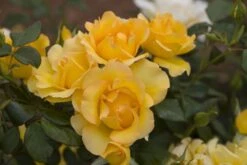 Rosier EUREKA ® Meizambaizt -Jardin Entretien Magasin 1046b rosier eureka r meizambaizt mi