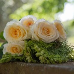 Rosier CHRISTOPHE DECHAVANNE ® Meibarbaru -Jardin Entretien Magasin 1047 2977b rosier christophe dechavanne meibarbaru mi t1000