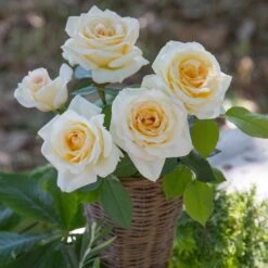 Rosier CHRISTOPHE DECHAVANNE ® Meibarbaru -Jardin Entretien Magasin 1047 2977c rosier christophe dechavanne meibarbaru mi t1000