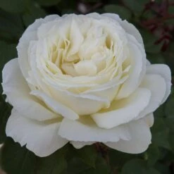 Rosier JEANNE MOREAU ® Meidiaphaz -Jardin Entretien Magasin 1049 2907a rosier jeanne moreau meidiaphaz t1000