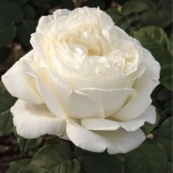 Rosier JEANNE MOREAU ® Meidiaphaz -Jardin Entretien Magasin 1049 2907d rosier jeanne moreau meidiaphaz mi t1000