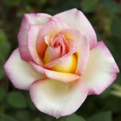 Rosier Sweet EUREKA ® Meihozihas -Jardin Entretien Magasin 1053 rosier sweet eureka meihozihas mi t1000