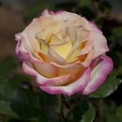 Rosier Sweet EUREKA ® Meihozihas -Jardin Entretien Magasin 1053a rosier sweet eureka meihozihas mi t1000