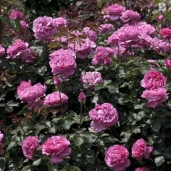 Rosier YVES PIAGET ® Meivildo -Jardin Entretien Magasin 1054 2961a rosier yves piaget meivildo mi t1000