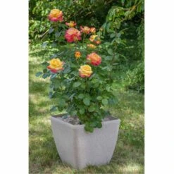Rosier Oriental PEACE ® Baipeace -Jardin Entretien Magasin 1058 2912 2408 2534 rosier pullman orient express baipeace mi 9725 pot granit carr 50x50 t1000
