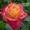 Rosier Oriental PEACE ® Baipeace