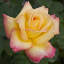 Rosier Oriental PEACE ® Baipeace -Jardin Entretien Magasin 1058 2912 2408 2534a rosier pullman orient express baipeace mi t1000