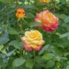Rosier Grimpant Oriental PEACE ® Baipeacesar