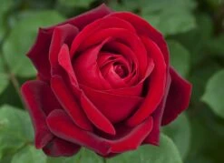 Rosier EDITH PIAF ® Meiramboys -Jardin Entretien Magasin 1060 rosier edith piaf meiramboysar 11 0455 hd