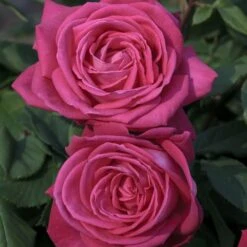 Rosier LOLITA LEMPICKA ® Meizincaro -Jardin Entretien Magasin 1063 2953a rosier lolita lempicka meizincaro mi t1000