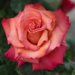 Jardin Entretien Magasin -Jardin Entretien Magasin 1066 2964 rosier christophe colomb meironsse mm t1000