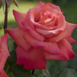 Rosier CHRISTOPHE COLOMB ® Meironsse -Jardin Entretien Magasin 1066 2964b rosier christophe colomb meironsse mm hd