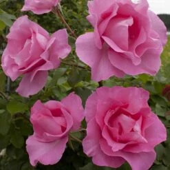 Rosier THE Mc CARTNEY ROSE ® Meizeli -Jardin Entretien Magasin 1067 2965a rosier the mc cartney rose meizeli t1000