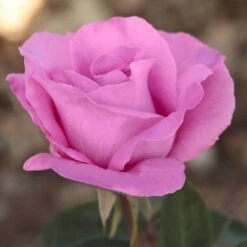 Rosier THE Mc CARTNEY ROSE ® Meizeli -Jardin Entretien Magasin 1067 2965c rosier the mc cartney rose meizeli t1000