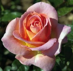 Rosier ELLE ® Meibderos