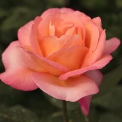 Rosier JAZZ FESTIVAL ® Meizizany