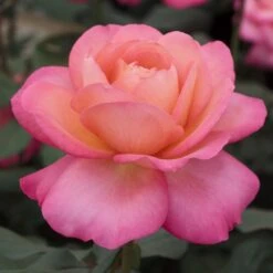 Rosier JAZZ FESTIVAL ® Meizizany -Jardin Entretien Magasin 1076a rosier jazz festival meizizany 2m t1000