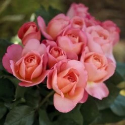 Rosier JAZZ FESTIVAL ® Meizizany -Jardin Entretien Magasin 1076b rosier jazz festival meizizany 2m t1000