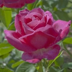 Rosier CAPRICE DE MEILLAND ® Meisionver 6 Rosier CAPRICE DE MEILLAND ® Meisionver -Jardin Entretien Magasin 1079 2928 rosier caprice de meilland meisionver mm t1000