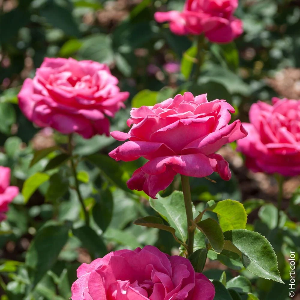 Rosier CAPRICE DE MEILLAND ® Meisionver 2 Rosier CAPRICE DE MEILLAND ® Meisionver – Image 2