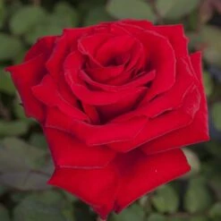 Rosier MARCEL PAGNOL ® Meisoyris