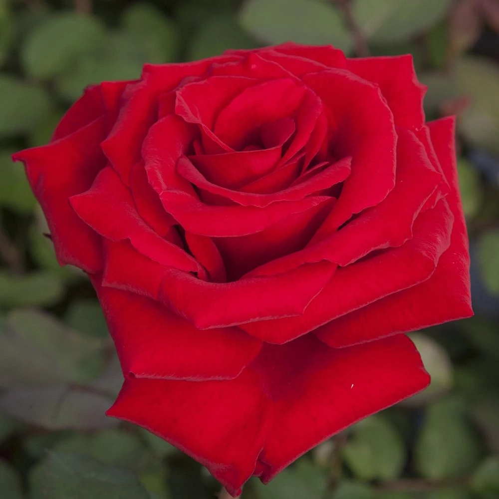 Rosier MARCEL PAGNOL ® Meisoyris 1 Rosier MARCEL PAGNOL ® Meisoyris