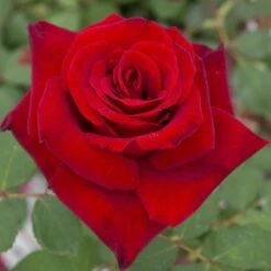 Rosier MARCEL PAGNOL ® Meisoyris 8 Rosier MARCEL PAGNOL ® Meisoyris -Jardin Entretien Magasin 1082 2937b rosier marcel pagnol meisoyris mi t1000