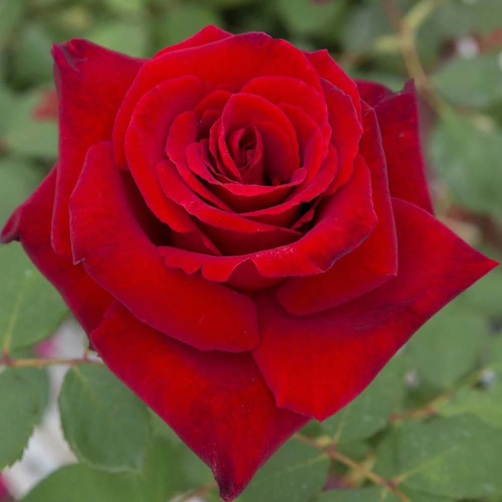 Rosier MARCEL PAGNOL ® Meisoyris 3 Rosier MARCEL PAGNOL ® Meisoyris – Image 3