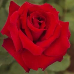 Rosier MARCEL PAGNOL ® Meisoyris 10 Rosier MARCEL PAGNOL ® Meisoyris -Jardin Entretien Magasin 1082 rosier marcel pagnol 3