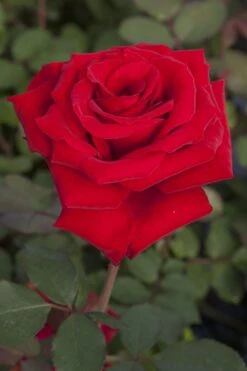 Rosier MARCEL PAGNOL ® Meisoyris 11 Rosier MARCEL PAGNOL ® Meisoyris -Jardin Entretien Magasin 1082c marcel pagnol r meisoyris 13 03782 hd