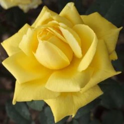 Rosier Golden PERFUMELLA ® Meifazeda -Jardin Entretien Magasin 1084 2932b rosier nicolas hulot meifazeda mi t1000