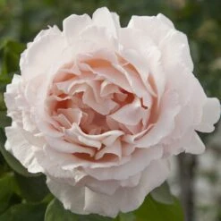 Rosier ANDRE LE NOTRE ® Meiceppus -Jardin Entretien Magasin 1086 2947 2522 rosier andre le notre meiceppus mm t1000