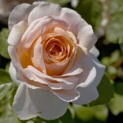 Rosier Grimpant ANDRE LE NOTRE ® Meilinday -Jardin Entretien Magasin 1086 2947 2522 rosier andre le notre meiceppus mm t1000 2 1