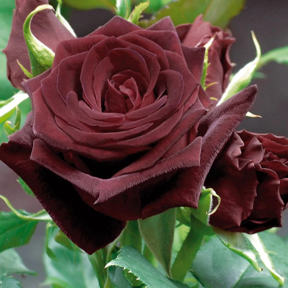 Rosier Black BACCARA ® Meidebenne 1 Rosier Black BACCARA ® Meidebenne