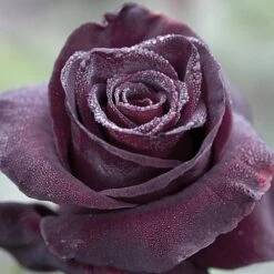 Rosier Black BACCARA ® Meidebenne 9 Rosier Black BACCARA ® Meidebenne -Jardin Entretien Magasin 1089b rosier black baccara meidebenne mi t1000 1