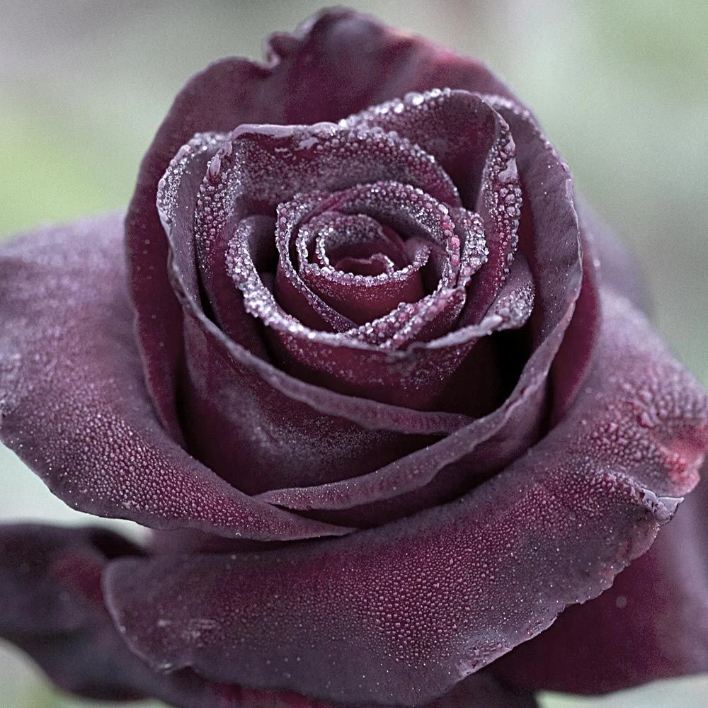 Rosier Black BACCARA ® Meidebenne 3 Rosier Black BACCARA ® Meidebenne – Image 3