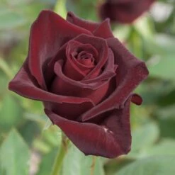 Rosier Black BACCARA ® Meidebenne 11 Rosier Black BACCARA ® Meidebenne -Jardin Entretien Magasin 1089c rosier black baccara meidebenne mi t1000
