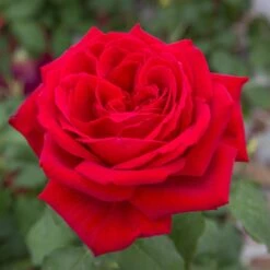 Rosier BOTERO ® Meiafone -Jardin Entretien Magasin 1098b rosier botero meiafone hd mi