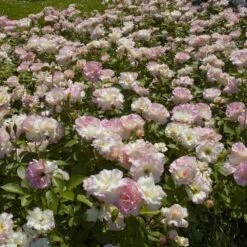 Nouvelles versions -Jardin Entretien Magasin 1103 1946 rosier charles aznavour meibeausai t1000