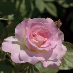 Rosier CHARLES AZNAVOUR ® Meibeausai