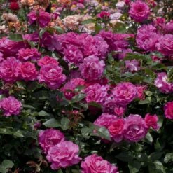 Rosier MANOU MEILLAND ® Meitulimon -Jardin Entretien Magasin 1121 1938 rosier manou meilland meitulimon t1000