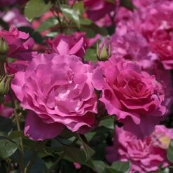 Rosier MANOU MEILLAND ® Meitulimon -Jardin Entretien Magasin 1121 1938c rosier manou meilland meitulimon t1000