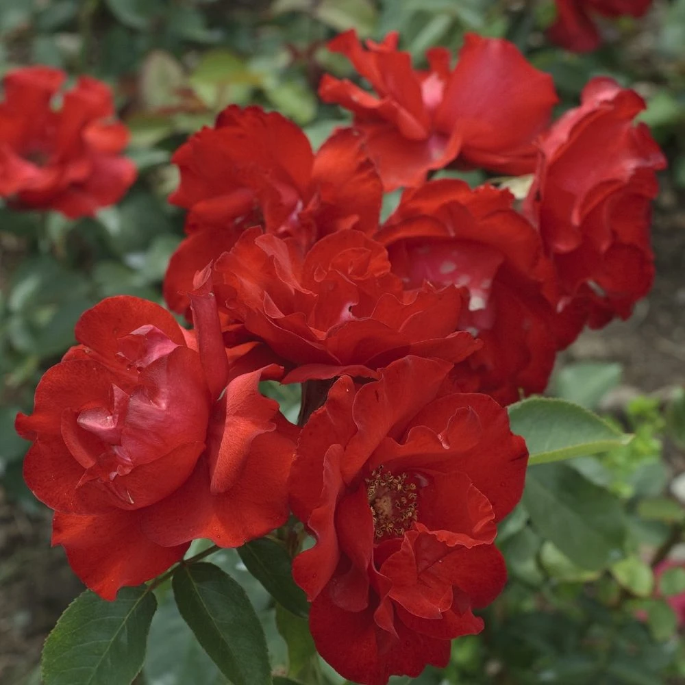 Rosier MATTHIAS MEILLAND ® Meifolio 2 Rosier MATTHIAS MEILLAND ® Meifolio – Image 2