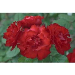 Rosier MATTHIAS MEILLAND ® Meifolio 5 Rosier MATTHIAS MEILLAND ® Meifolio -Jardin Entretien Magasin 1122 1939b rosier matthias meilland meifolio t1000