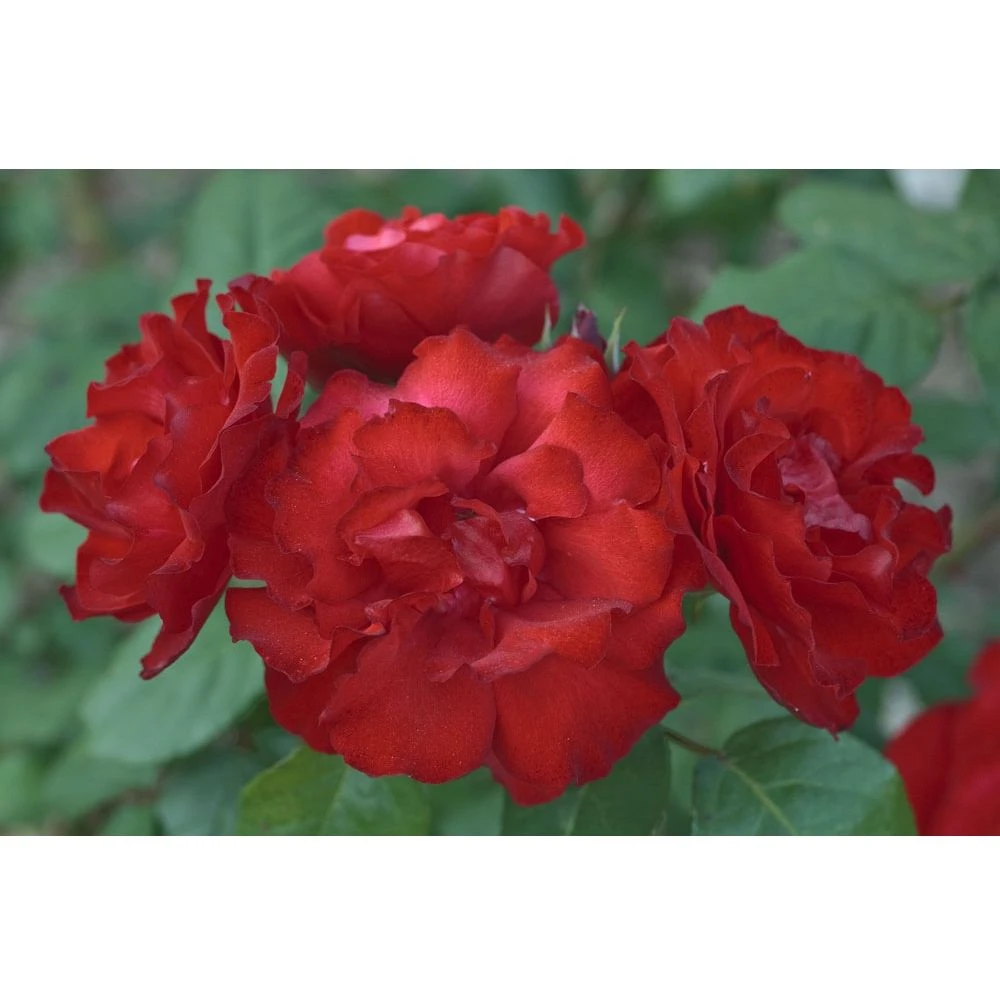 Rosier MATTHIAS MEILLAND ® Meifolio 3 Rosier MATTHIAS MEILLAND ® Meifolio – Image 3